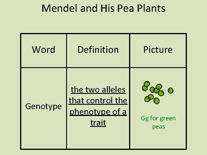 Mendel and His Pea Plants Word Definition the two alleles that control the Genotype