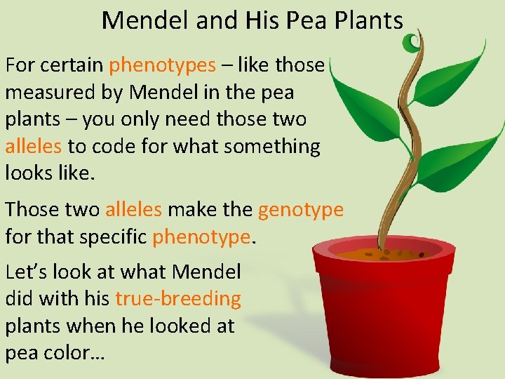 Mendel and His Pea Plants For certain phenotypes – like those measured by Mendel