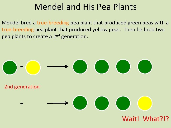 Mendel and His Pea Plants Mendel bred a true-breeding pea plant that produced green