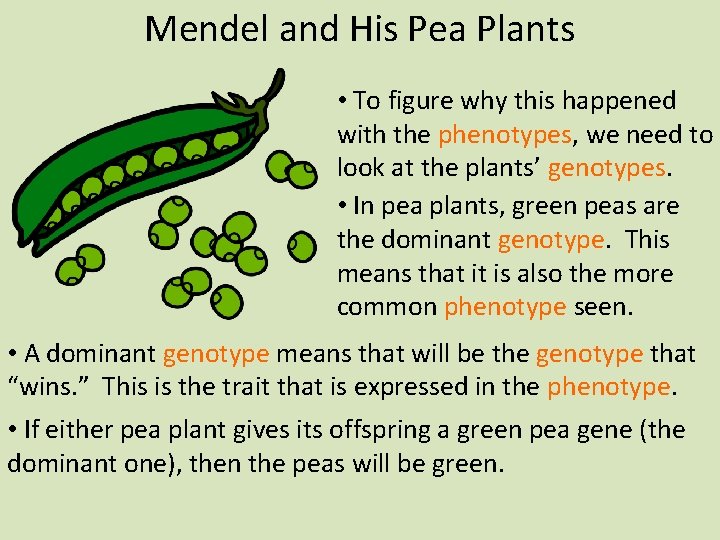 Mendel and His Pea Plants • To figure why this happened with the phenotypes,