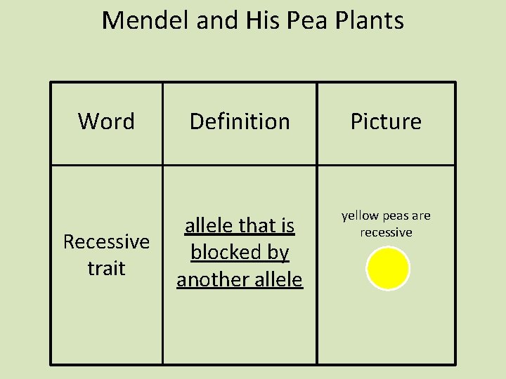 Mendel and His Pea Plants Word Recessive trait Definition Picture allele that is blocked