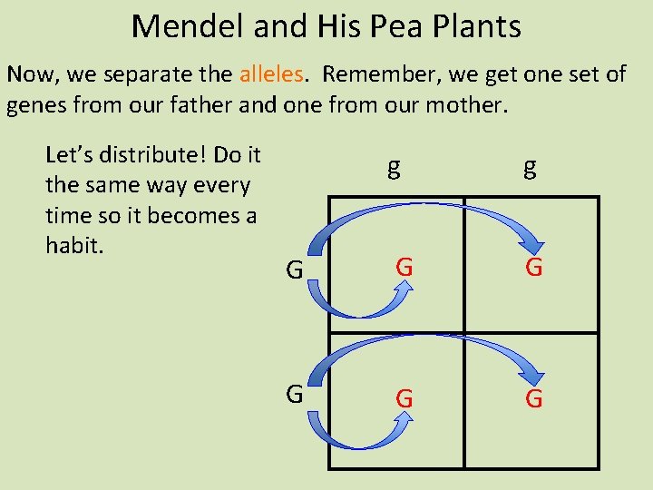 Mendel and His Pea Plants Now, we separate the alleles. Remember, we get one