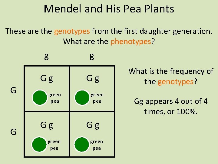 Mendel and His Pea Plants These are the genotypes from the first daughter generation.