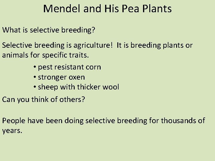 Mendel and His Pea Plants What is selective breeding? Selective breeding is agriculture! It