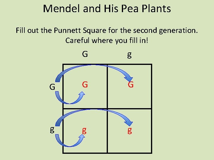 Mendel and His Pea Plants Fill out the Punnett Square for the second generation.