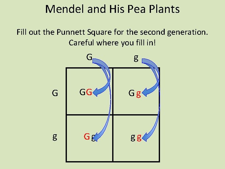 Mendel and His Pea Plants Fill out the Punnett Square for the second generation.