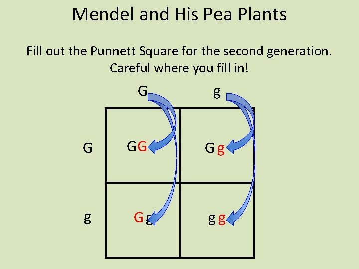 Mendel and His Pea Plants Fill out the Punnett Square for the second generation.