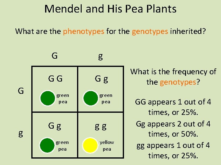 Mendel and His Pea Plants What are the phenotypes for the genotypes inherited? G