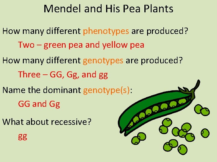 Mendel and His Pea Plants How many different phenotypes are produced? Two – green