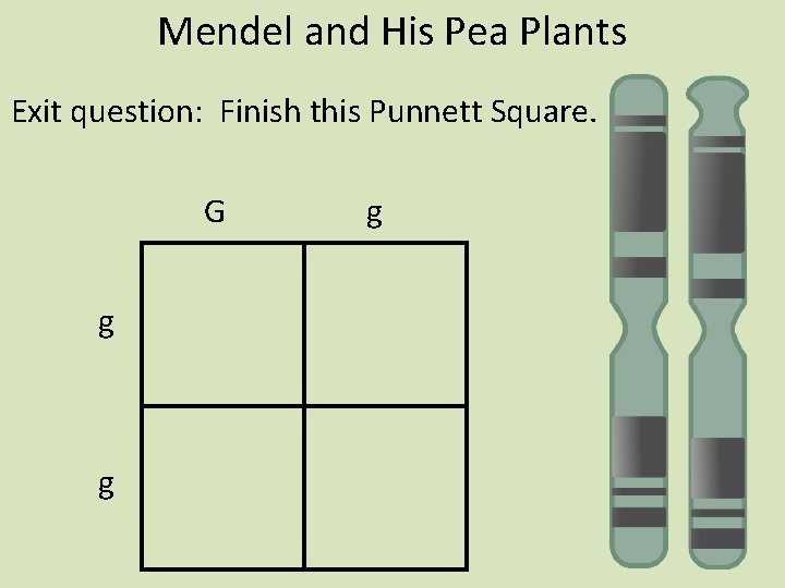 Mendel and His Pea Plants Exit question: Finish this Punnett Square. G g g