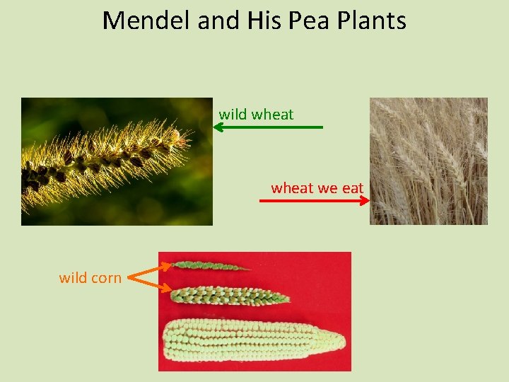 Mendel and His Pea Plants wild wheat we eat wild corn 
