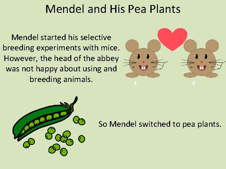 Mendel and His Pea Plants Mendel started his selective breeding experiments with mice. However,