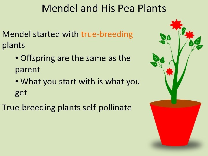 Mendel and His Pea Plants Mendel started with true-breeding plants • Offspring are the