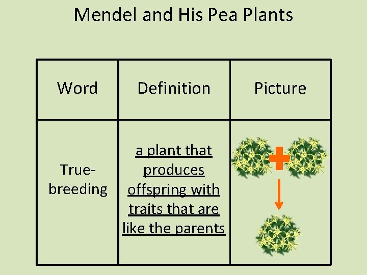 Mendel and His Pea Plants Word Definition a plant that Trueproduces breeding offspring with