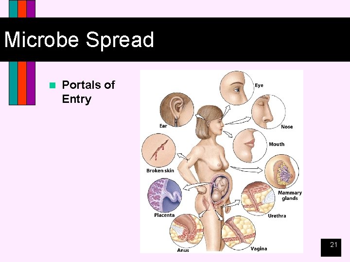 Microbe Spread n Portals of Entry 21 