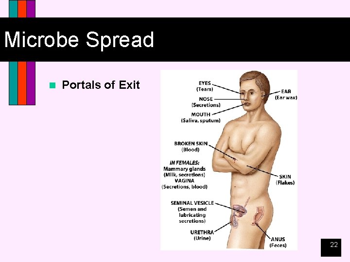 Microbe Spread n Portals of Exit 22 