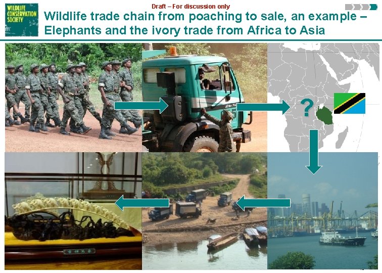 Draft – For discussion only Wildlife trade chain from poaching to sale, an example
