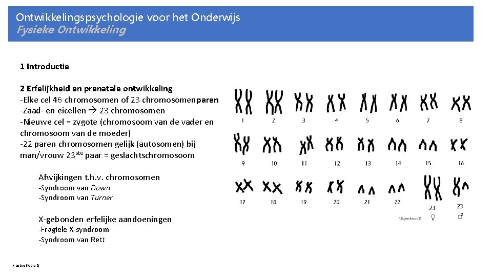 Ontwikkelingspsychologie voor het Onderwijs Fysieke Ontwikkeling 1 Introductie 2 Erfelijkheid en prenatale ontwikkeling -Elke