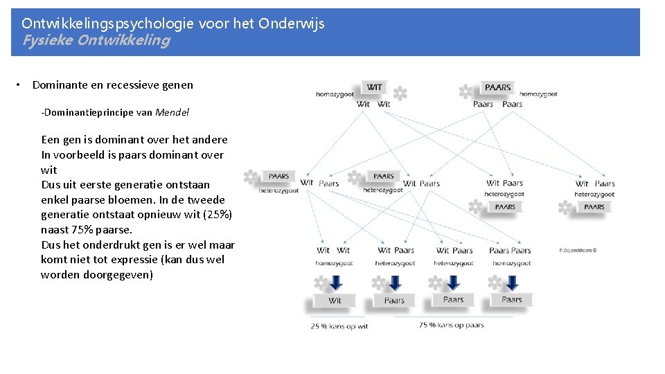 Ontwikkelingspsychologie voor het Onderwijs Fysieke Ontwikkeling • Dominante en recessieve genen -Dominantieprincipe van Mendel