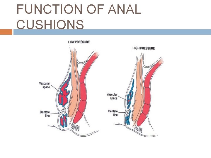 FUNCTION OF ANAL CUSHIONS 