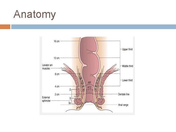 Anatomy 