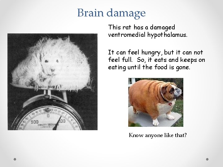 Brain damage This rat has a damaged ventromedial hypothalamus. It can feel hungry, but