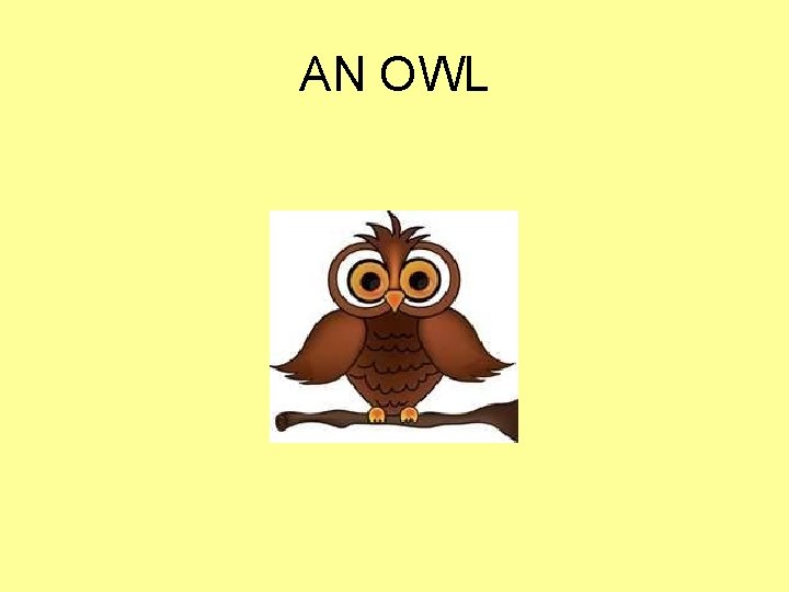 AN OWL An owl! 