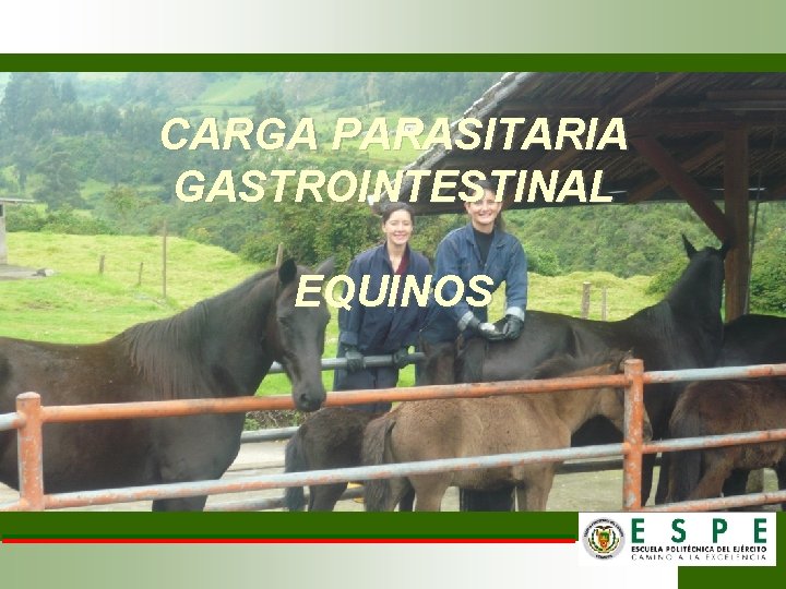 CARGA PARASITARIA GASTROINTESTINAL EQUINOS 