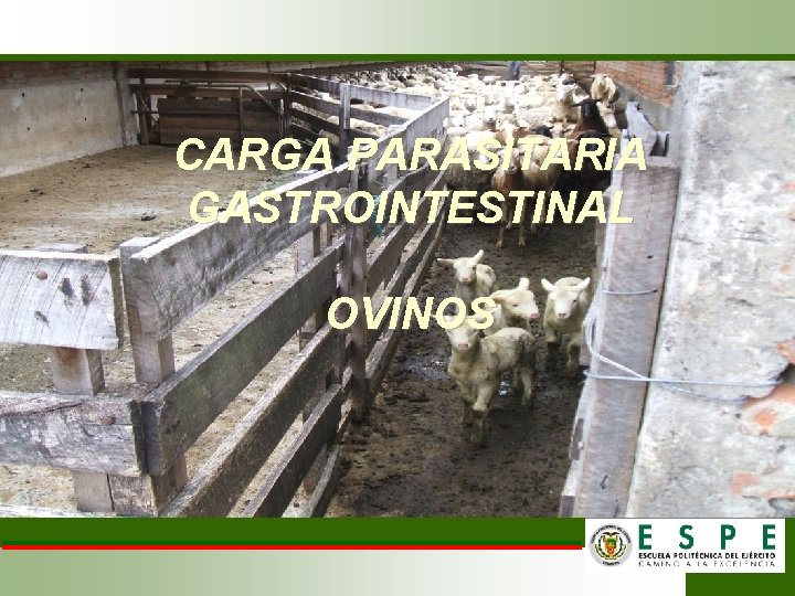 CARGA PARASITARIA GASTROINTESTINAL OVINOS 