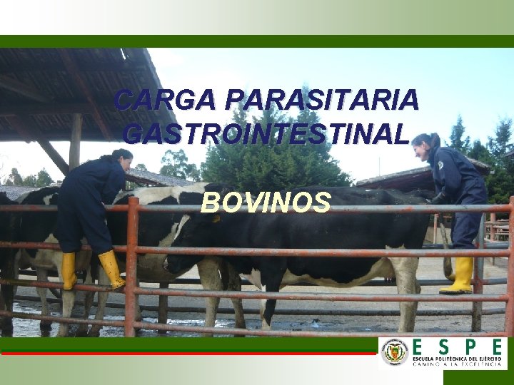 CARGA PARASITARIA GASTROINTESTINAL BOVINOS 