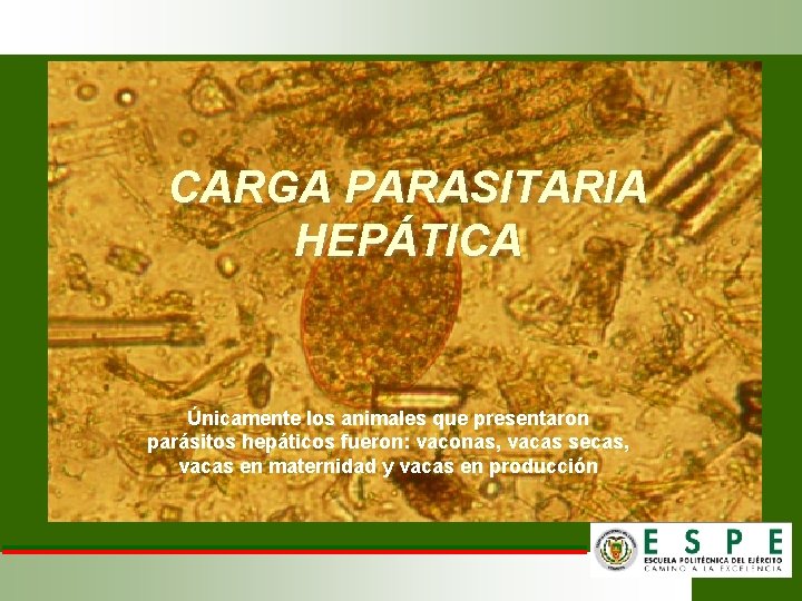 CARGA PARASITARIA HEPÁTICA Únicamente los animales que presentaron parásitos hepáticos fueron: vaconas, vacas secas,