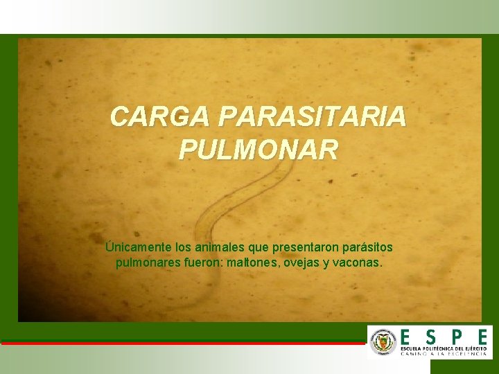 CARGA PARASITARIA PULMONAR Únicamente los animales que presentaron parásitos pulmonares fueron: maltones, ovejas y