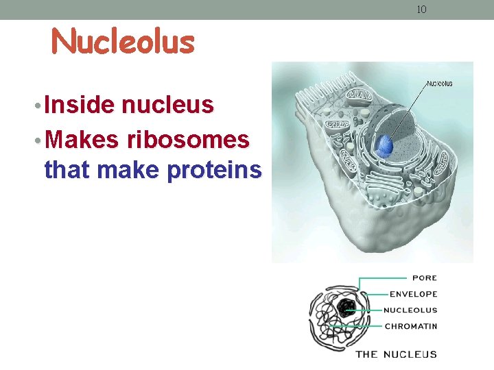 Nucleolus • Inside nucleus • Makes ribosomes that make proteins 10 Nucleolus • Inside nucleus • Makes ribosomes that make proteins 10