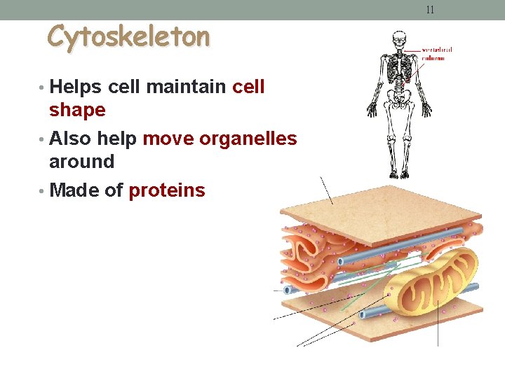 Cytoskeleton • Helps cell maintain cell shape • Also help move organelles around • Cytoskeleton • Helps cell maintain cell shape • Also help move organelles around •