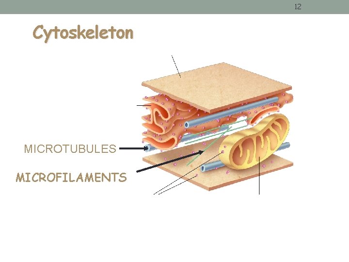 12 Cytoskeleton MICROTUBULES MICROFILAMENTS 12 Cytoskeleton MICROTUBULES MICROFILAMENTS