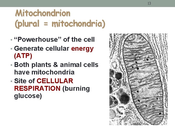 13 Mitochondrion (plural = mitochondria) • “Powerhouse” of the cell • Generate cellular energy 13 Mitochondrion (plural = mitochondria) • “Powerhouse” of the cell • Generate cellular energy