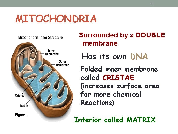 14 MITOCHONDRIA Surrounded by a DOUBLE membrane Has its own DNA Folded inner membrane 14 MITOCHONDRIA Surrounded by a DOUBLE membrane Has its own DNA Folded inner membrane