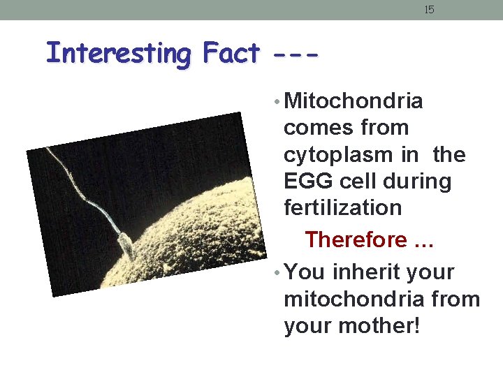 15 Interesting Fact -- • Mitochondria comes from cytoplasm in the EGG cell during 15 Interesting Fact -- • Mitochondria comes from cytoplasm in the EGG cell during