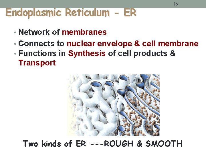 Endoplasmic Reticulum - ER 16 • Network of membranes • Connects to nuclear envelope Endoplasmic Reticulum - ER 16 • Network of membranes • Connects to nuclear envelope