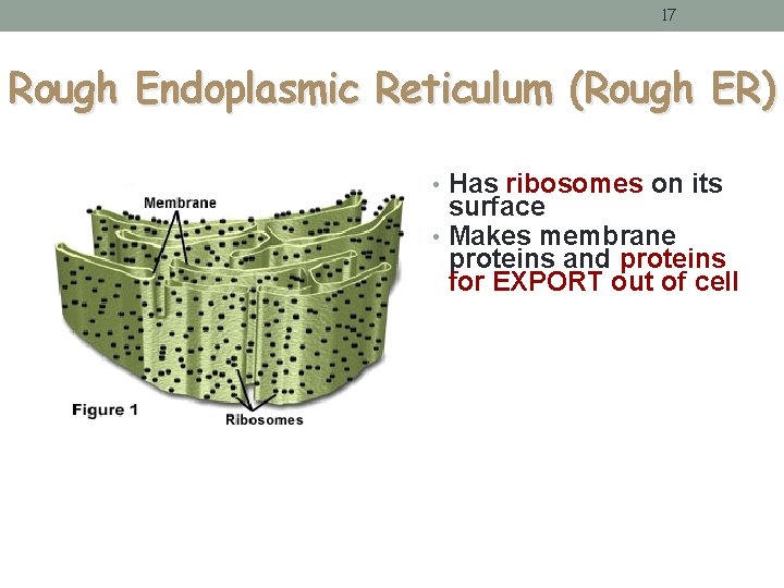 17 Rough Endoplasmic Reticulum (Rough ER) • Has ribosomes on its surface • Makes 17 Rough Endoplasmic Reticulum (Rough ER) • Has ribosomes on its surface • Makes
