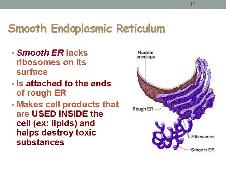 18 Smooth Endoplasmic Reticulum • Smooth ER lacks ribosomes on its surface • Is 18 Smooth Endoplasmic Reticulum • Smooth ER lacks ribosomes on its surface • Is
