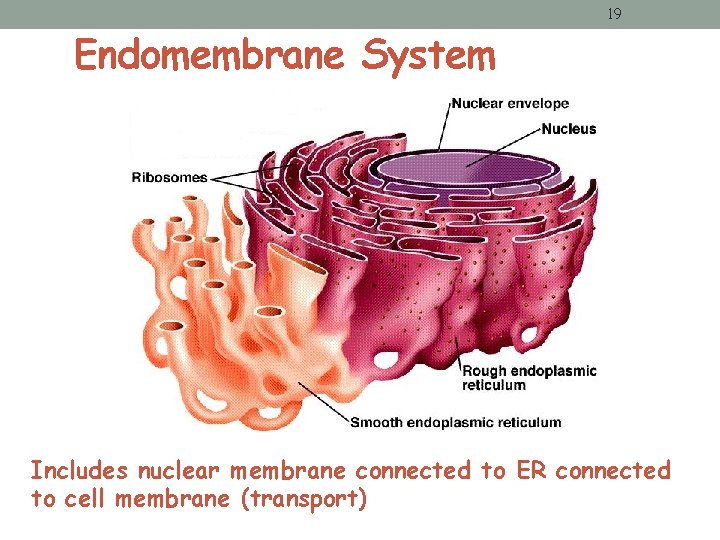 19 Endomembrane System Includes nuclear membrane connected to ER connected to cell membrane (transport) 19 Endomembrane System Includes nuclear membrane connected to ER connected to cell membrane (transport)