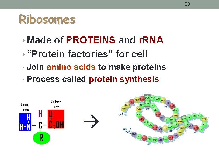 20 Ribosomes • Made of PROTEINS and r. RNA • “Protein factories” for cell 20 Ribosomes • Made of PROTEINS and r. RNA • “Protein factories” for cell
