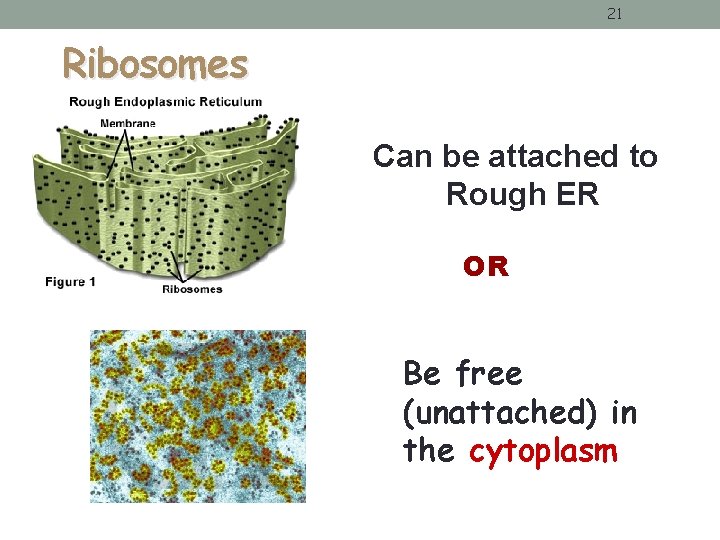 21 Ribosomes Can be attached to Rough ER OR Be free (unattached) in the 21 Ribosomes Can be attached to Rough ER OR Be free (unattached) in the