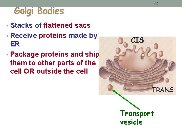 22 Golgi Bodies • Stacks of flattened sacs • Receive proteins made by ER 22 Golgi Bodies • Stacks of flattened sacs • Receive proteins made by ER