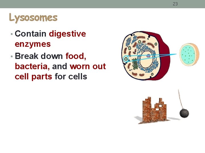 23 Lysosomes • Contain digestive enzymes • Break down food, bacteria, and worn out 23 Lysosomes • Contain digestive enzymes • Break down food, bacteria, and worn out