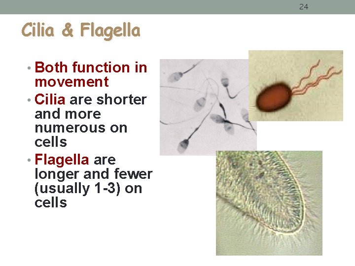 24 Cilia & Flagella • Both function in movement • Cilia are shorter and 24 Cilia & Flagella • Both function in movement • Cilia are shorter and