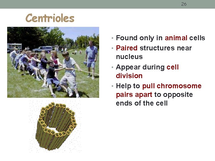 26 Centrioles • Found only in animal cells • Paired structures near nucleus • 26 Centrioles • Found only in animal cells • Paired structures near nucleus •
