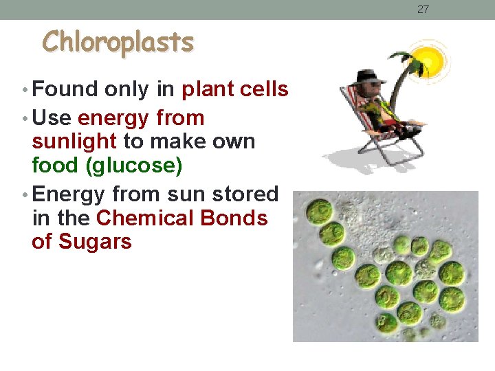 27 Chloroplasts • Found only in plant cells • Use energy from sunlight to 27 Chloroplasts • Found only in plant cells • Use energy from sunlight to
