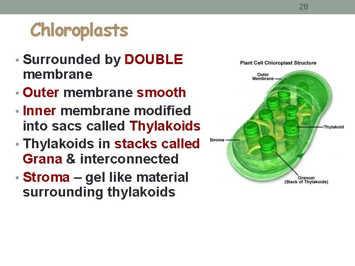 28 Chloroplasts • Surrounded by DOUBLE membrane • Outer membrane smooth • Inner membrane 28 Chloroplasts • Surrounded by DOUBLE membrane • Outer membrane smooth • Inner membrane